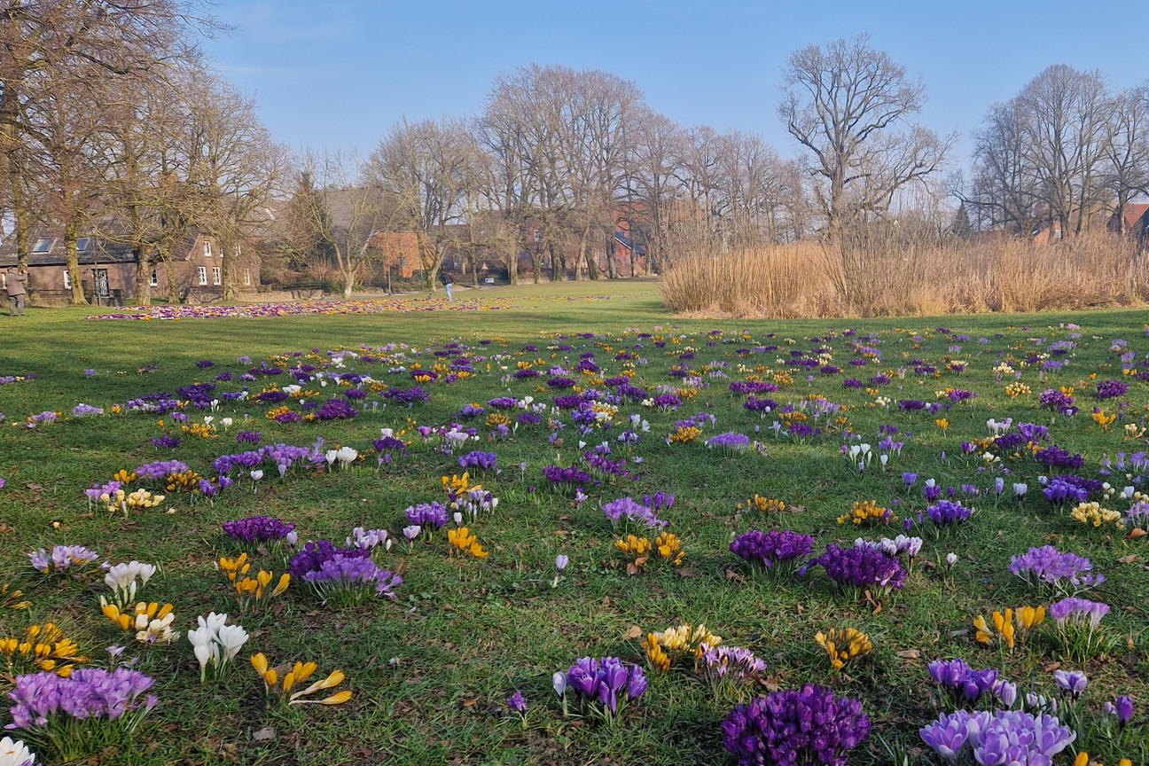 Krokusse in Kiel Meimersdorf