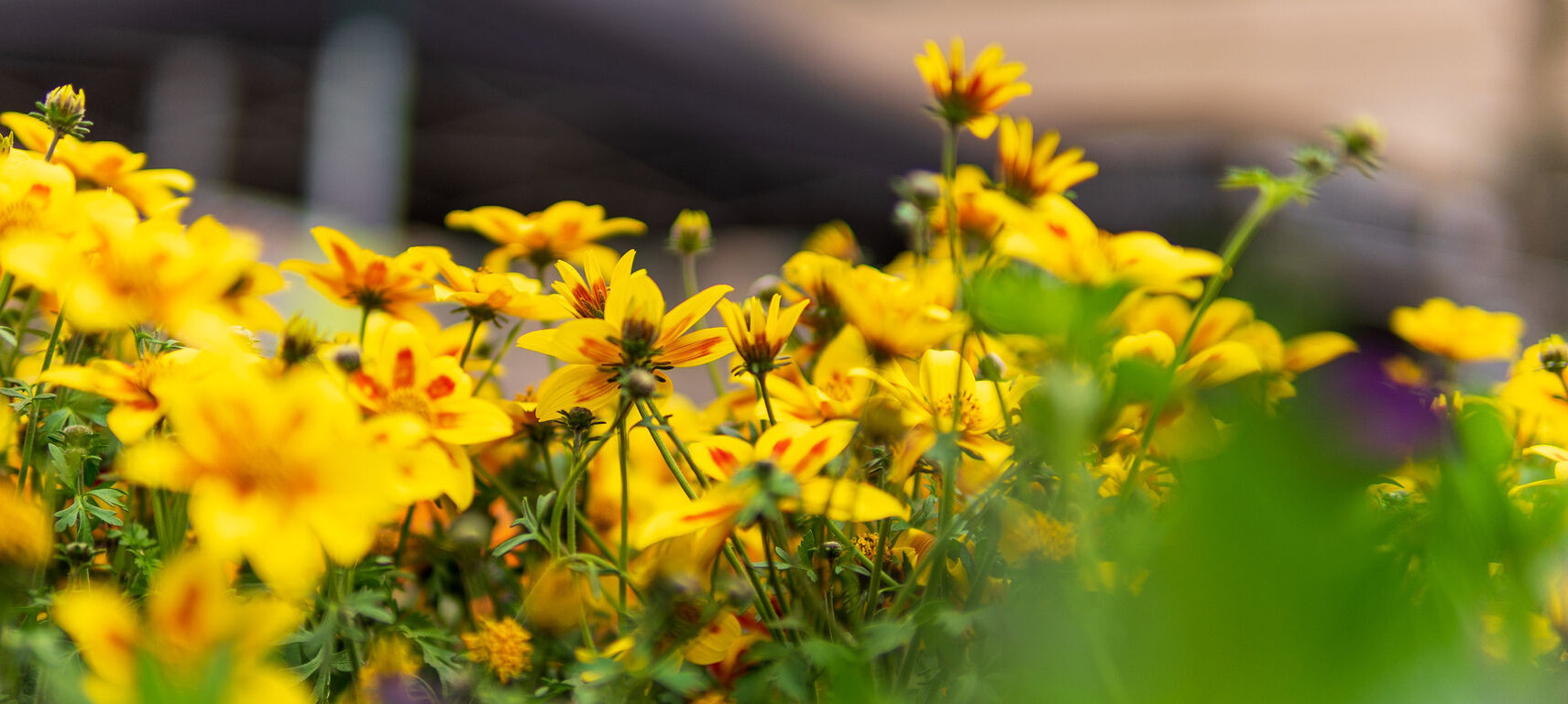 Detailaufnahmen von Blumen