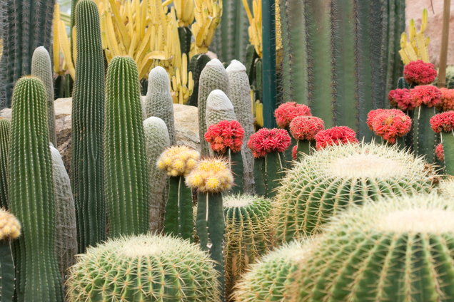 Kakteen im Botanischen Garten