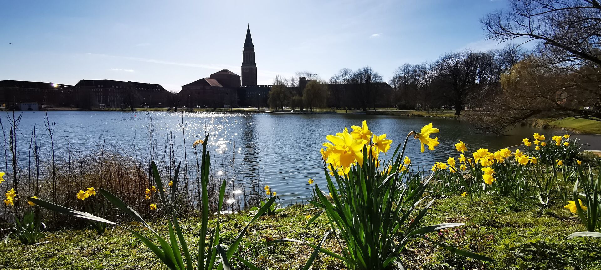 Kieler Rathausturm mit Osterglocken im Vordergrund