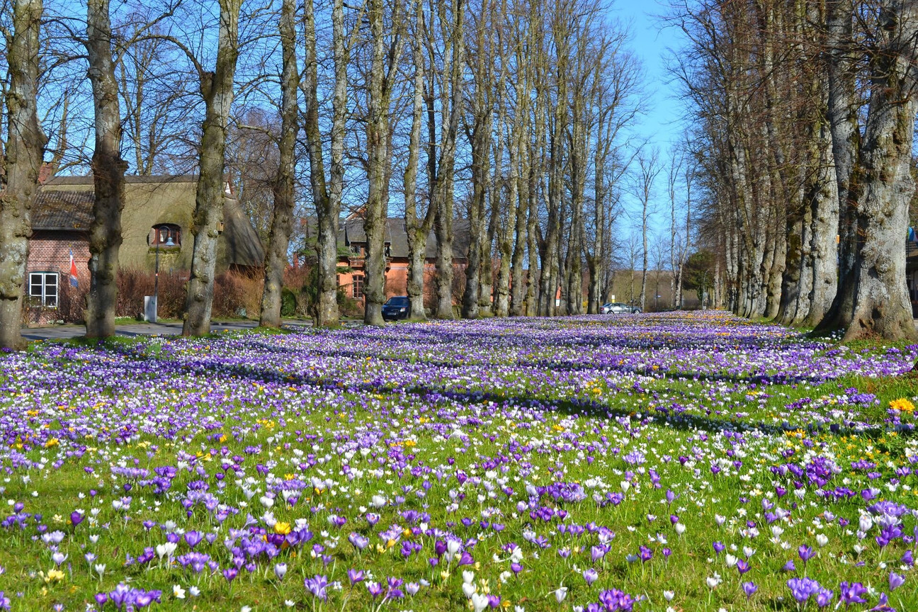 Krokusblüte auf dem Dorfanger in Barsbek
