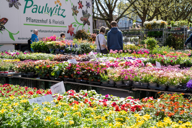 Blumen auf dem Holstenplatz