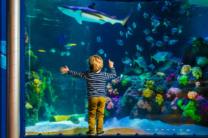 Aquarium Panoramascheibe