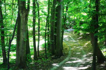 Düsternbrooker Gehölz 