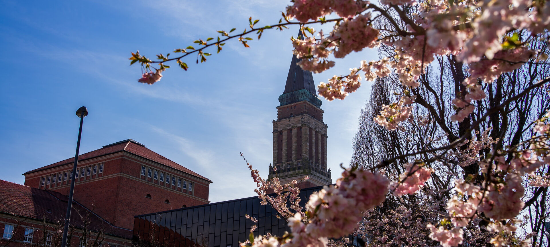 Rathausturm mit Kirschblüte