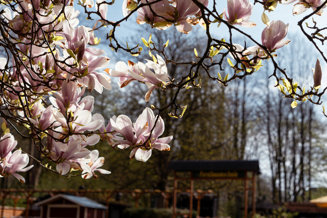 Magnolienbaum im Botanischen Garten