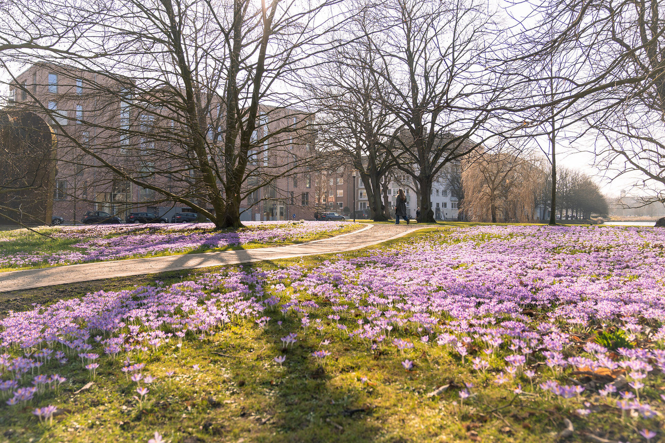 Krokusse im Ratsdienergarten