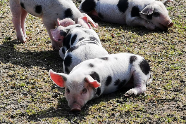 Kleine rosa Ferkel mit schwarzen Flecken