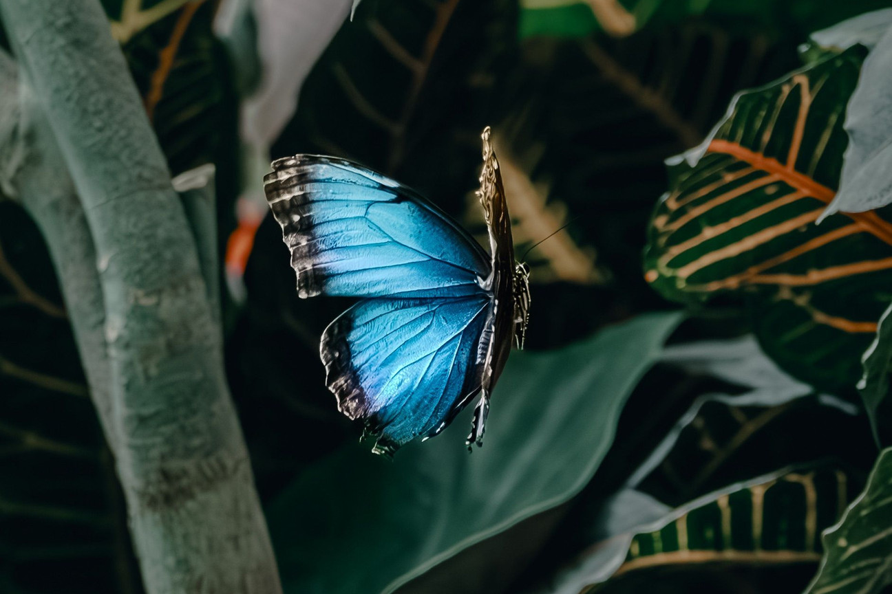 Schmetterling sitzt auf einem Blatt