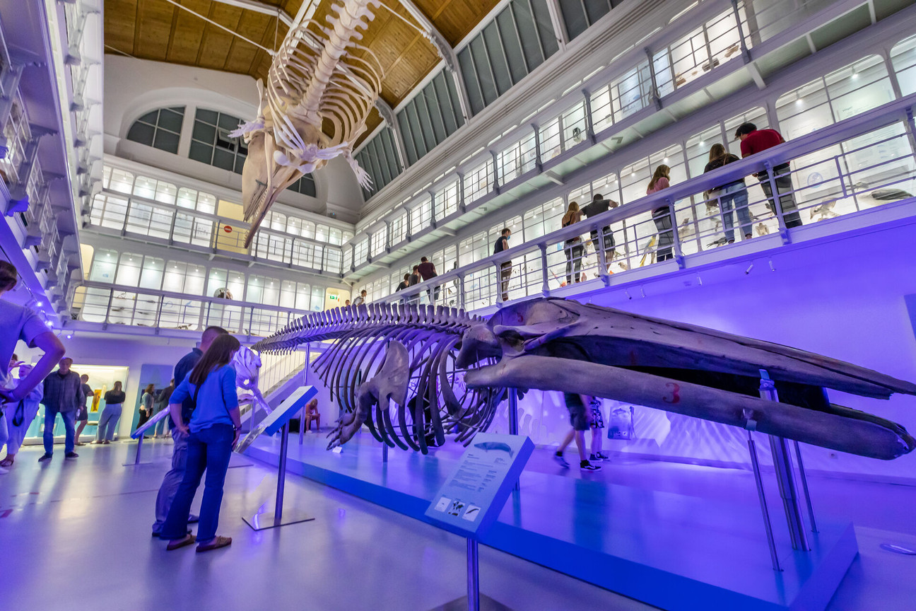 Zoologisches Museum