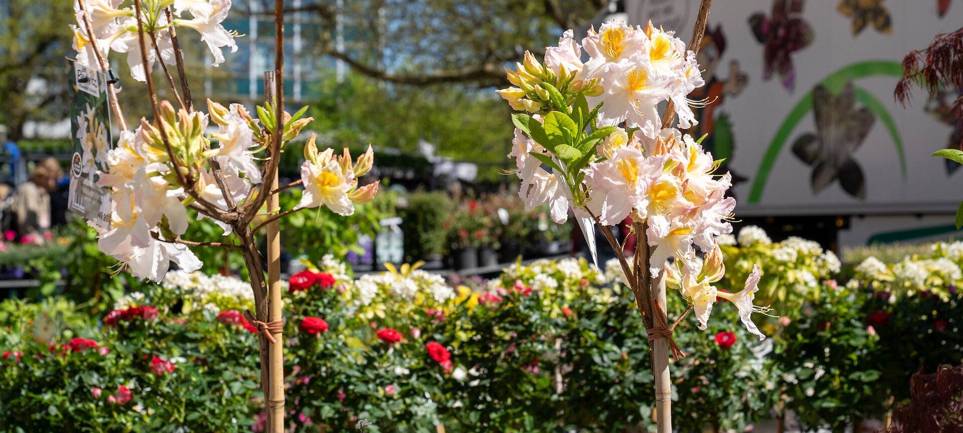 Detailaufnahmen von Blumen