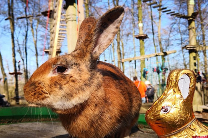 Osterhase im Kletterpark