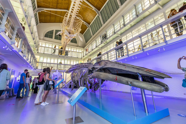 Zoologisches Museum Kiel