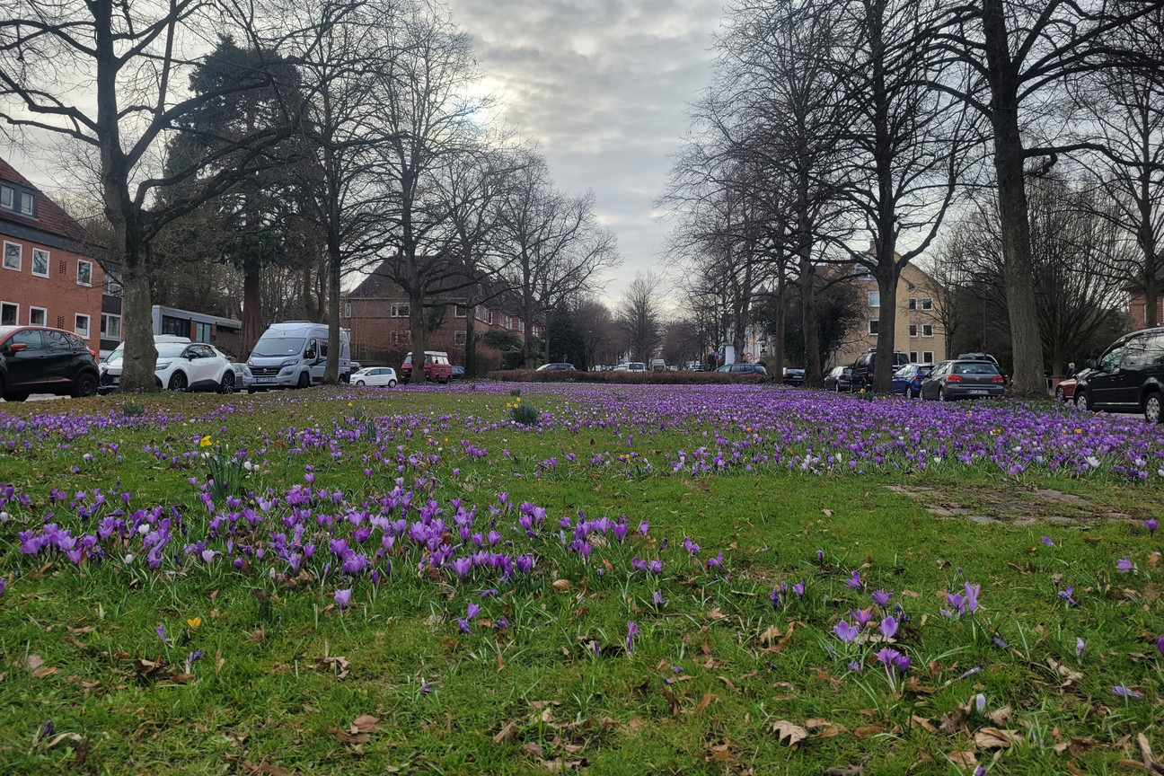 Krokusse im alten Botanischen Garten