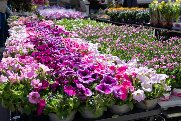  Das war Kiel blüht auf 2026!<br><br>Sonnenschein, Blumen, tolle Aktionen und natürlich Sonntagsshopping. Jetzt Fotogalerie ansehen.