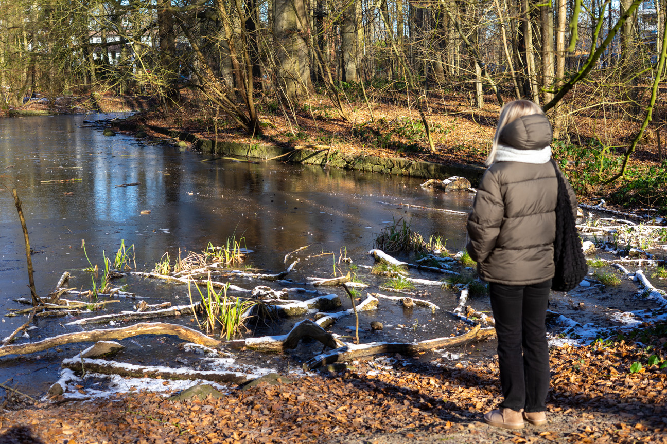Düsternbrooker Gehölz Teich