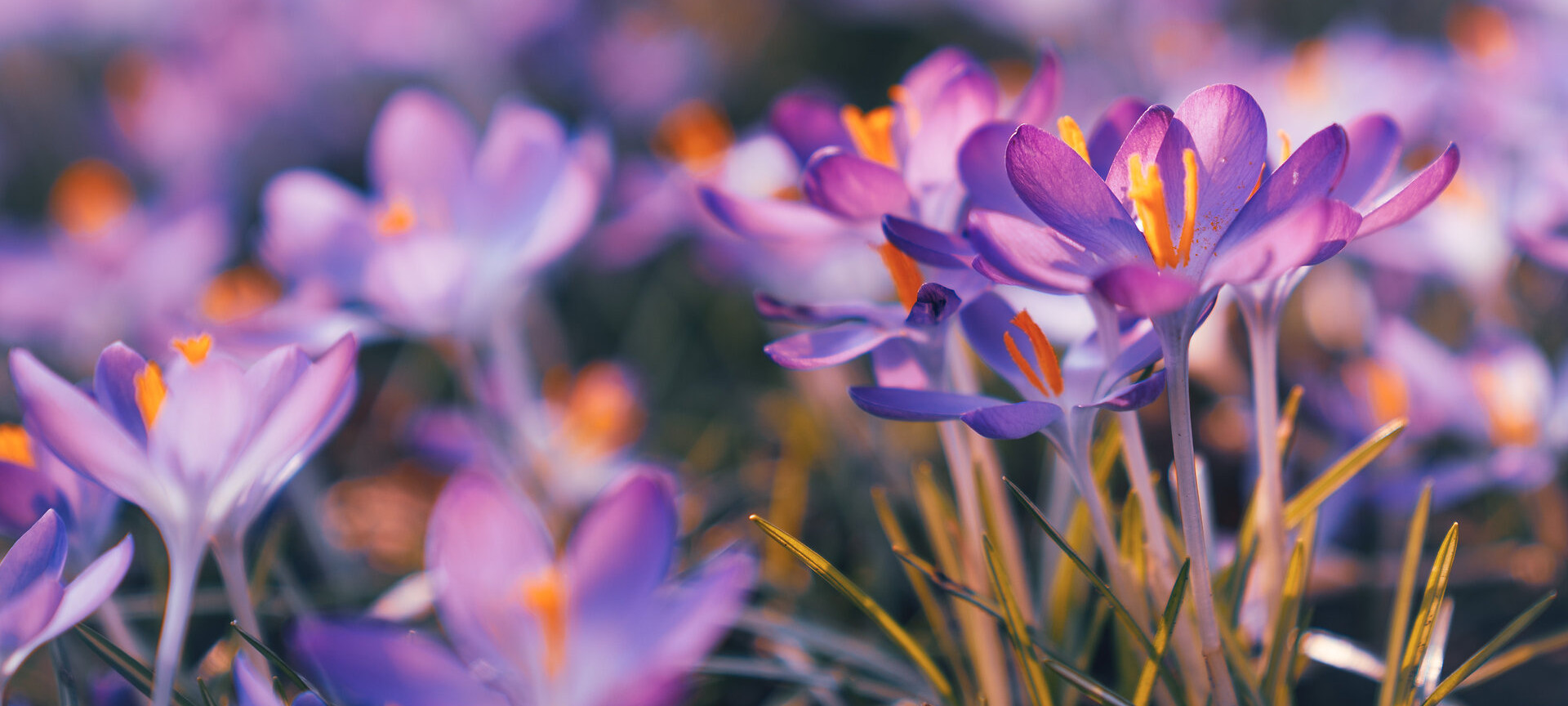 Krokusse in Nahaufnahme