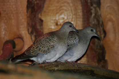 Turteltauben im Tierpark Neumünster