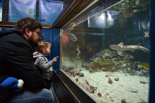 Aquarium im Geomar Kiel. Die Unterwasserwelt der Ostsee hautnah erleben.