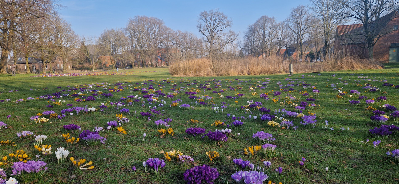 Krokusse in Kiel Meimersdorf