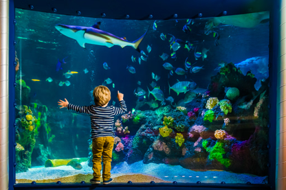 Jemand klettert Hochseilgarten Altenhof