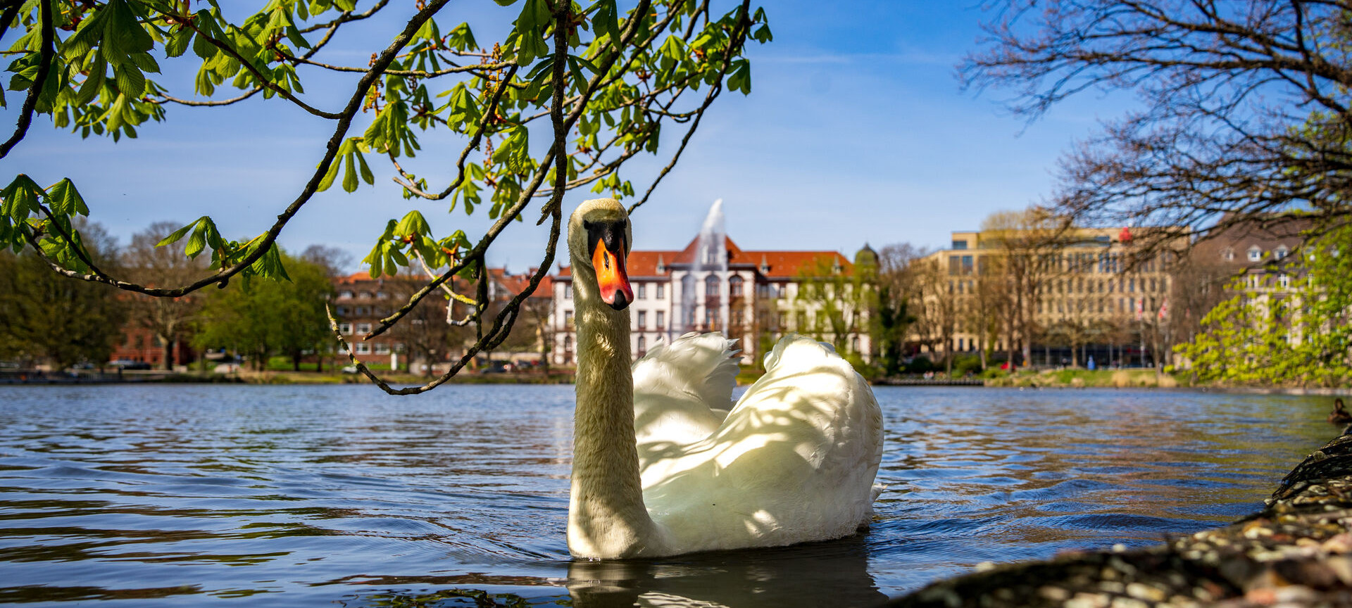 Kieler Rathausturm mit Osterglocken im Vordergrund