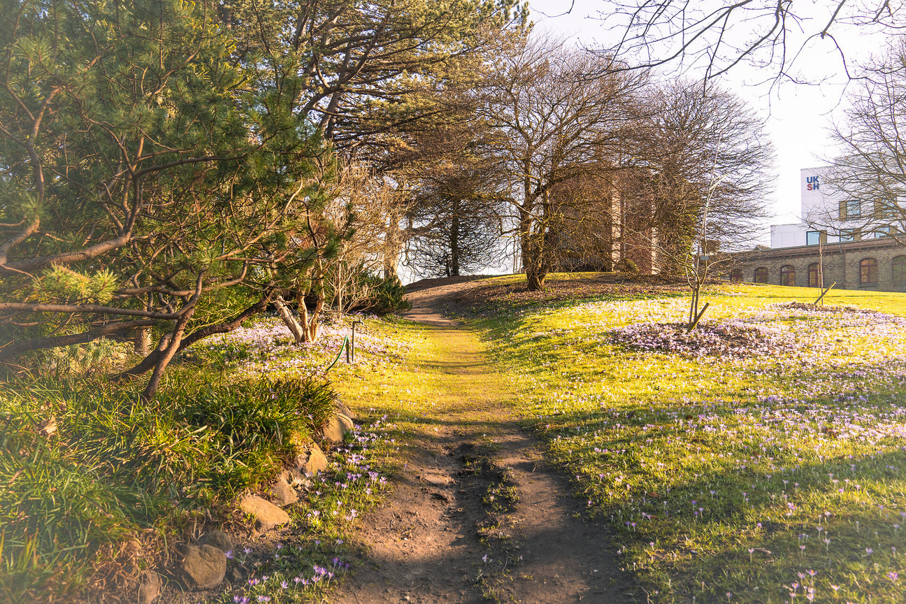Krokusse im alten Botanischen Garten